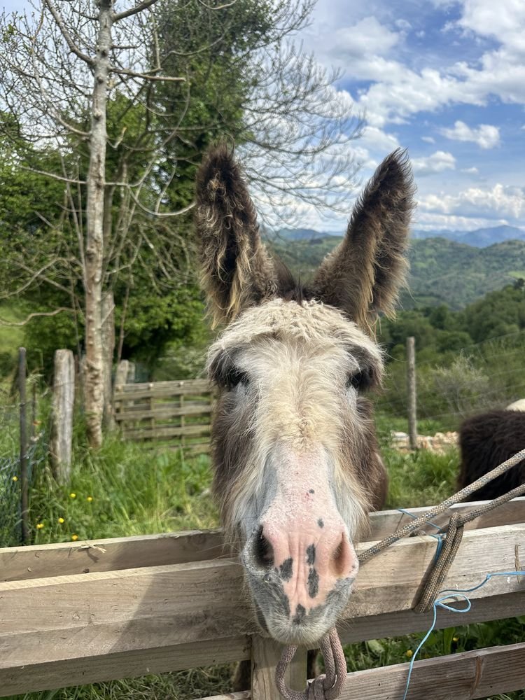 Melody, the farm’s little donkey, peering over the wooden fence