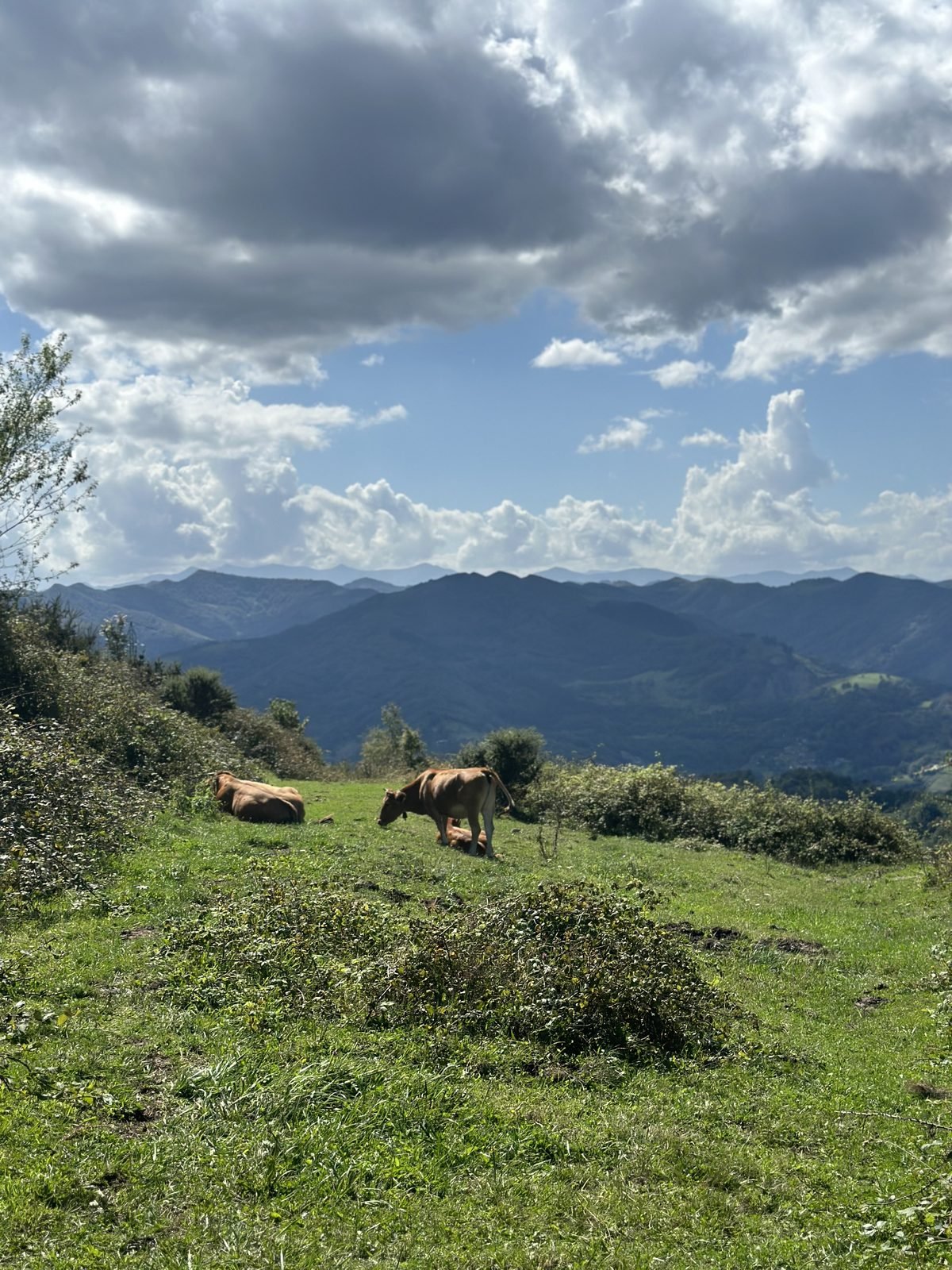 Cows grazing with the mountains behind