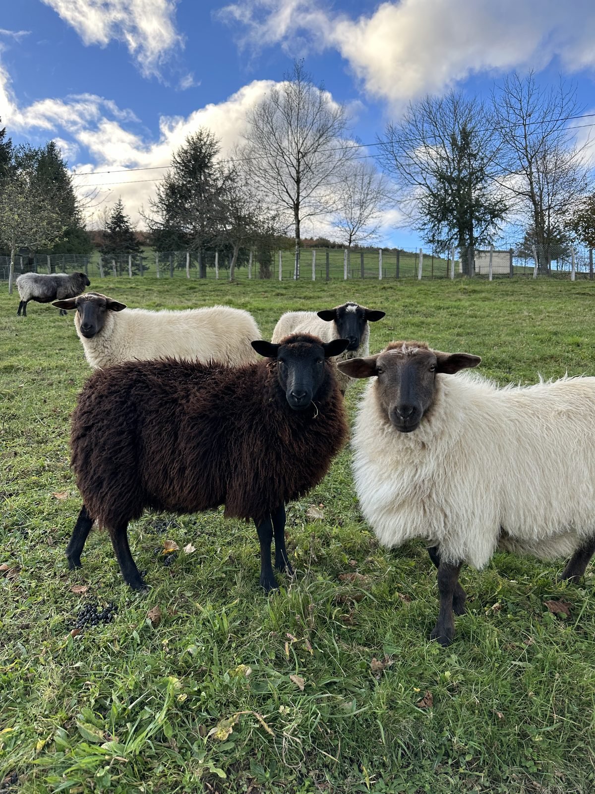 White and black sheep in the meadow