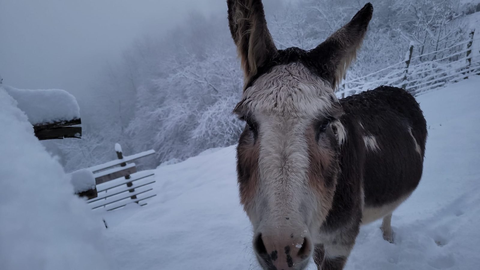 Melody on a snowy day