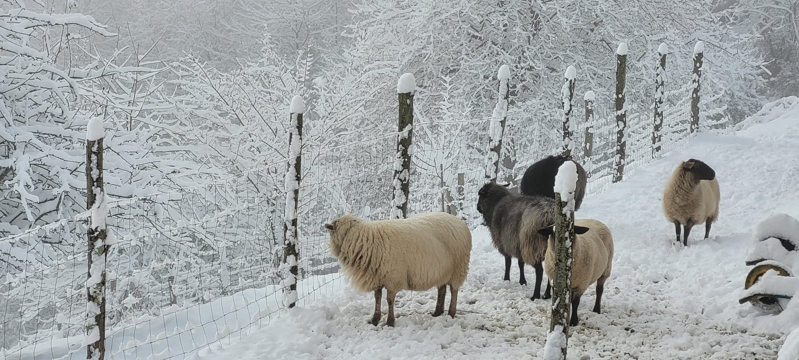 Sheep by the fence, in the snow