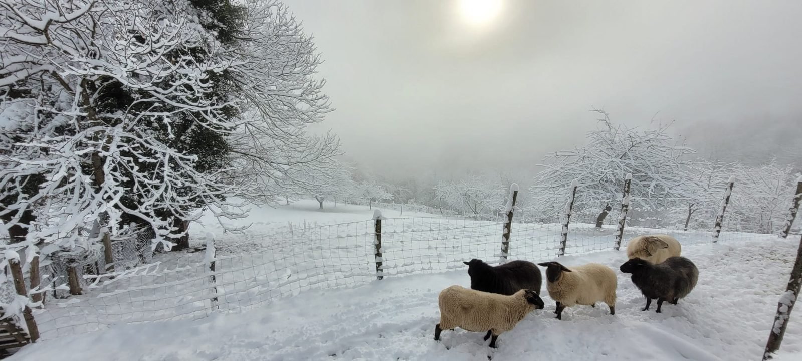 Sheep in the snowy meadow