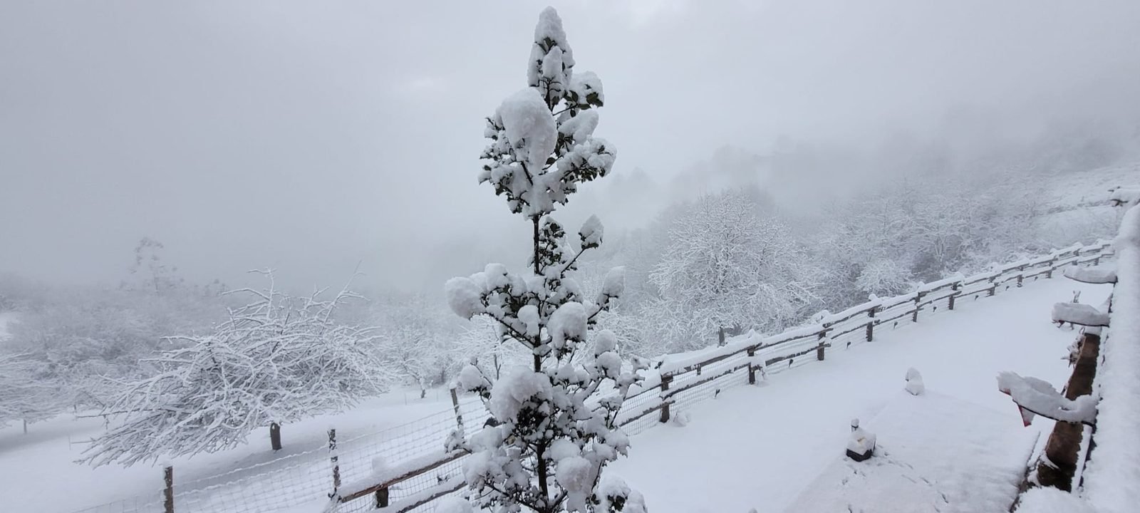 Snow-covered fir by the fence